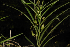 Ceropegia noorjahaniae